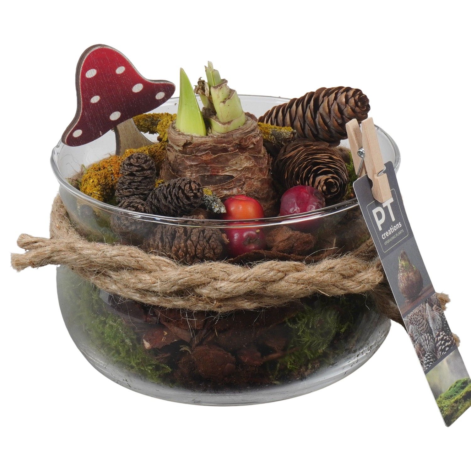 PTAA7580 Arrangement Amaryllis in glas schaal, D 16 cm