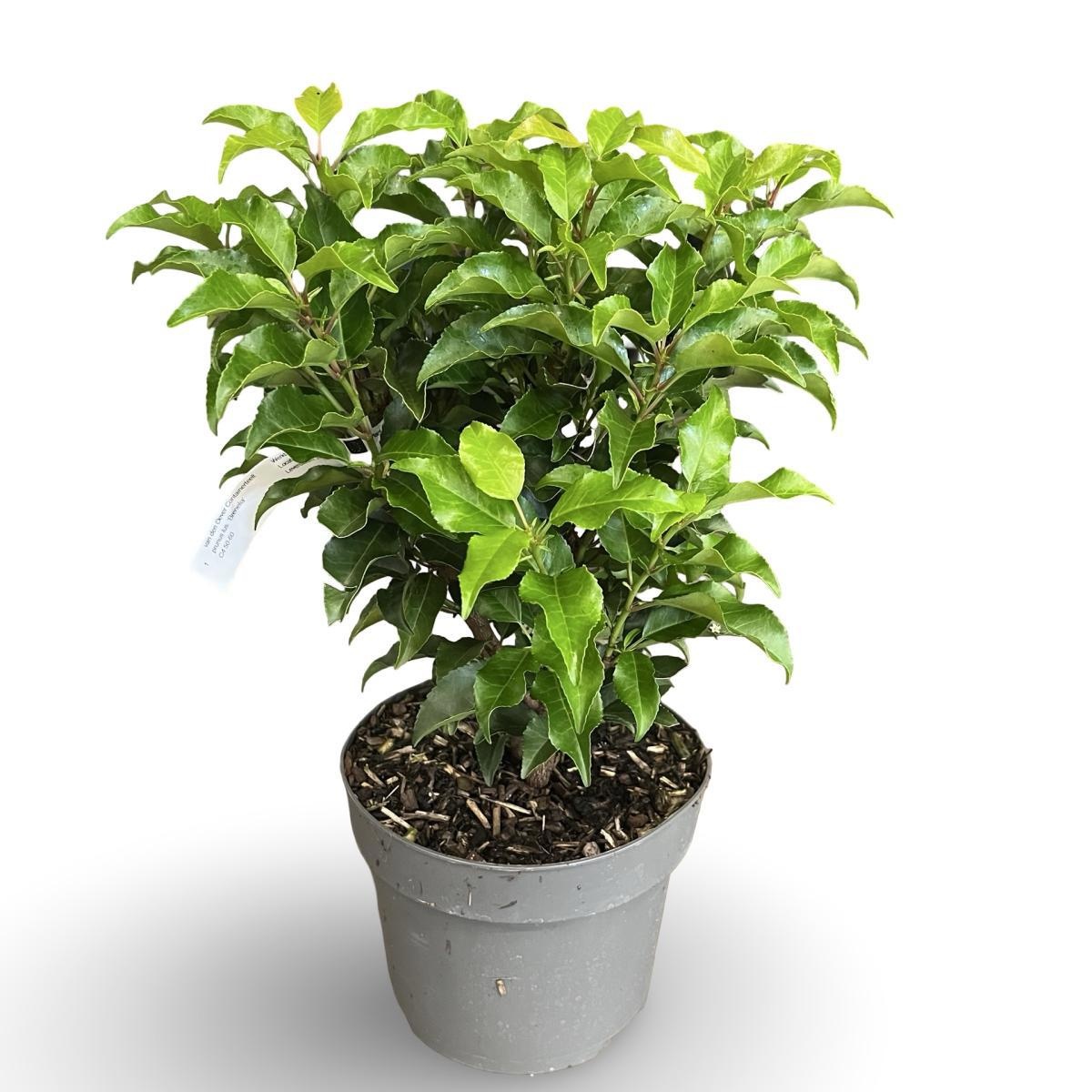 Prunus lusitanica 'Brenelia', D 21 cm Prunus lusitanica 'Brenelia', D 21 cm