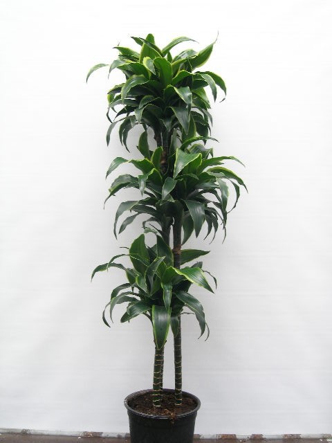 DRACAENA DEREMENSIS 'DORADO', D 24 cm