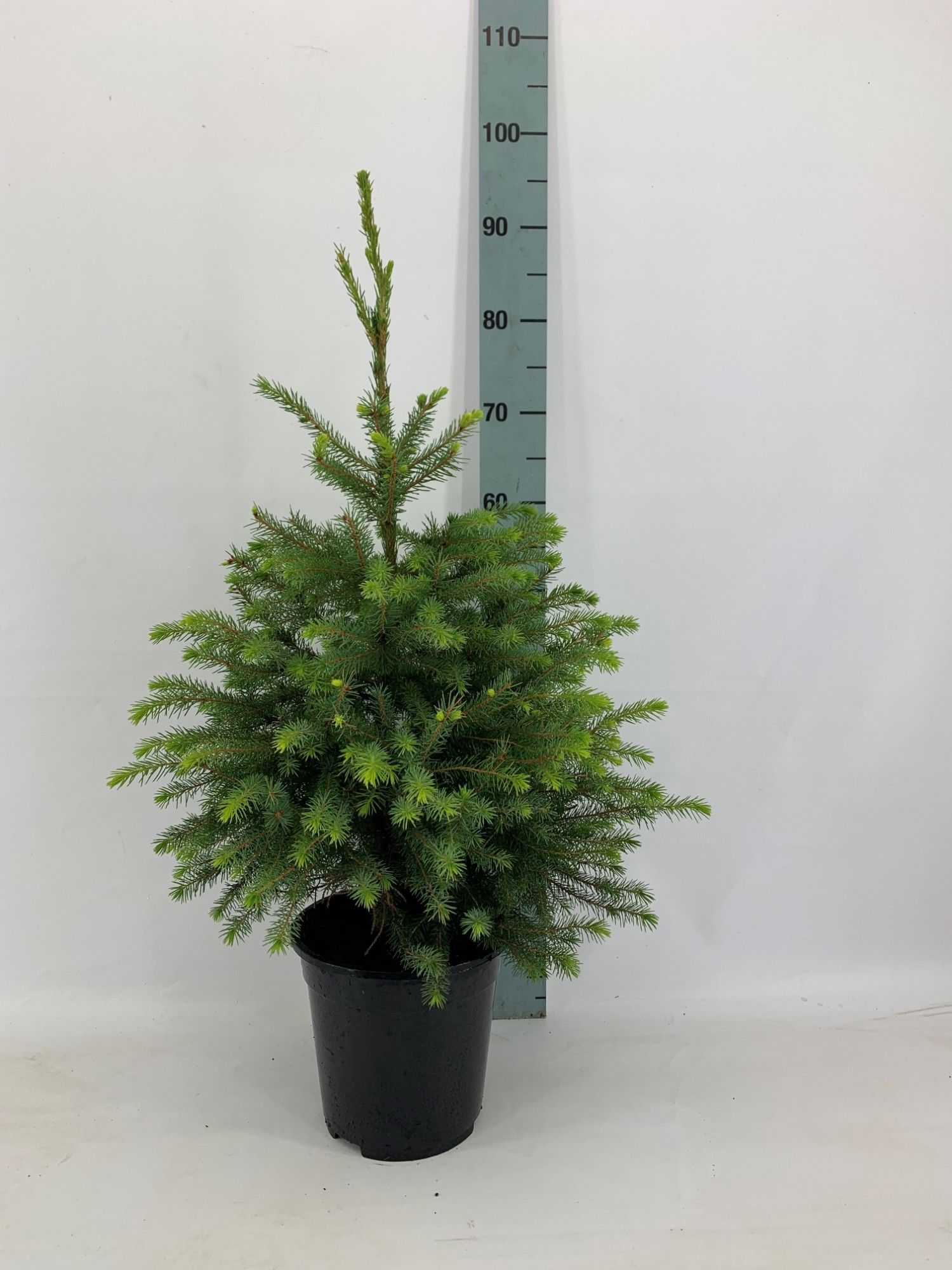 Picea Omorika, D 21 cm