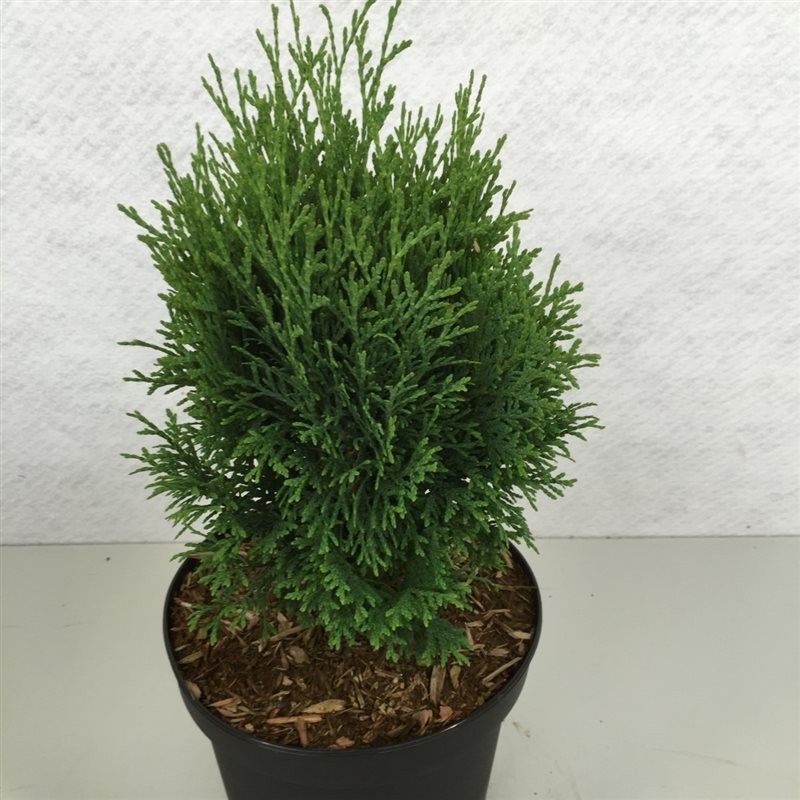 Thuja occ. 'Miky', D 19