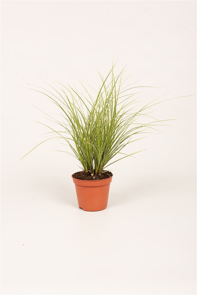 Carex brun. 'Jubilo'®, D 8