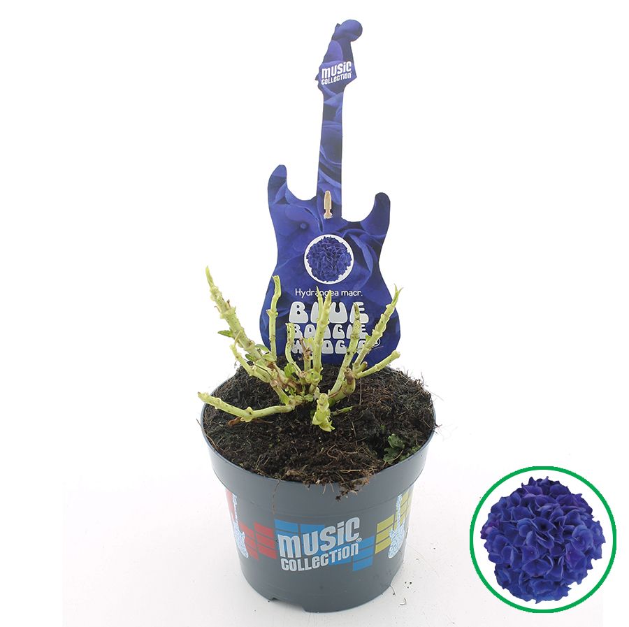 Hydrangea macr. Music Collection® 'Blue Boogiewoogie'® C2 (17cm.), D 17