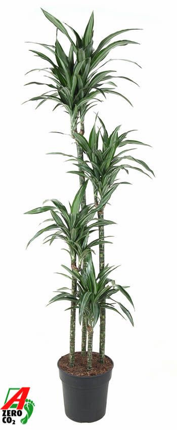 Dracaena Ulises 120-90-60-30, D 27
