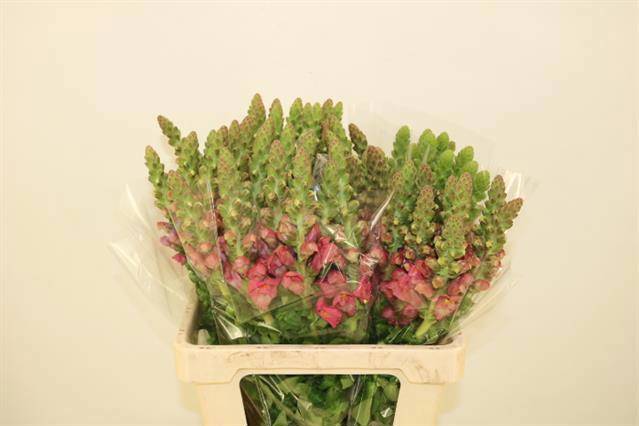 Антирринум Авиньон Черри Роуз, шт.