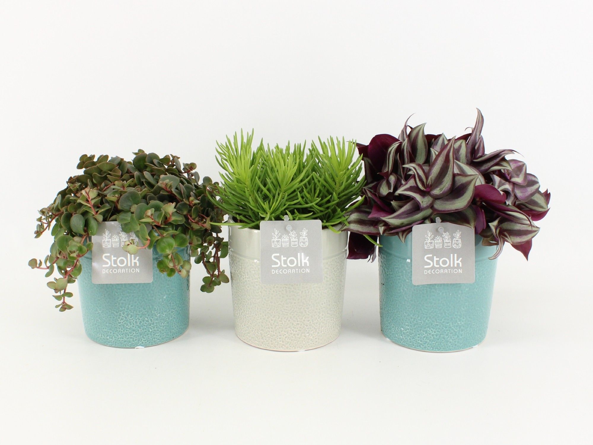 Pure Green mix in Tess Keramiek soorten : Rhipsalis, Tradescantia, Sedum, D 13