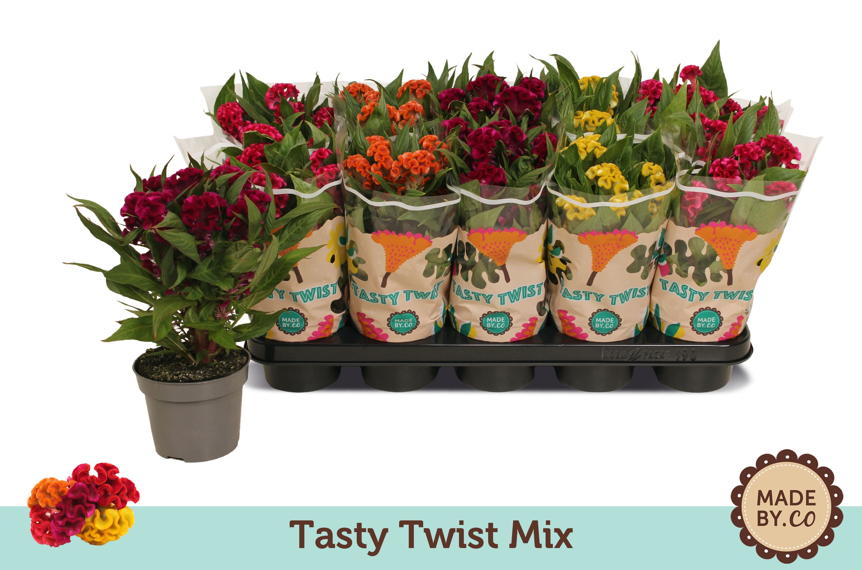 Celosia Tasty Twist Mix, D 12