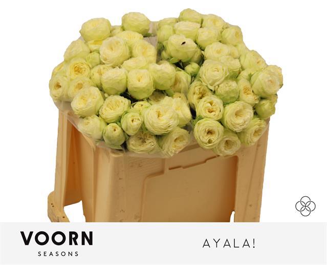 Роза куст. Аяла! 50, шт.