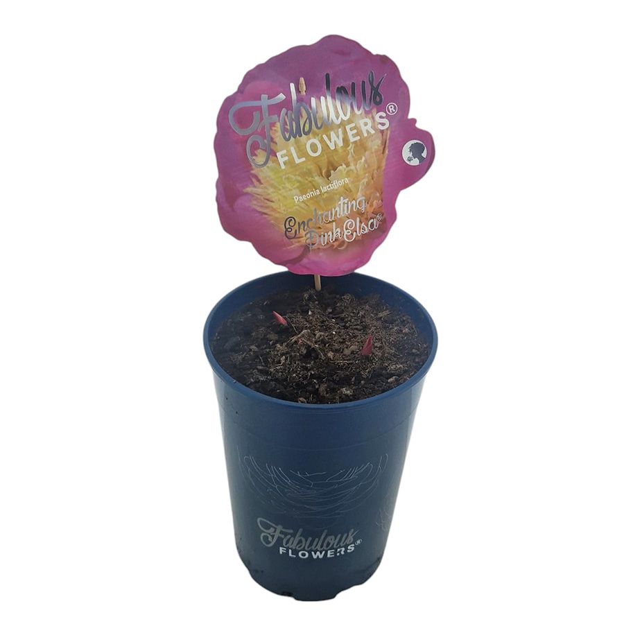 Paeonia lact. Fabulous Flowers® Enchanting Pink Elsa® C7 (21cm.), D 21