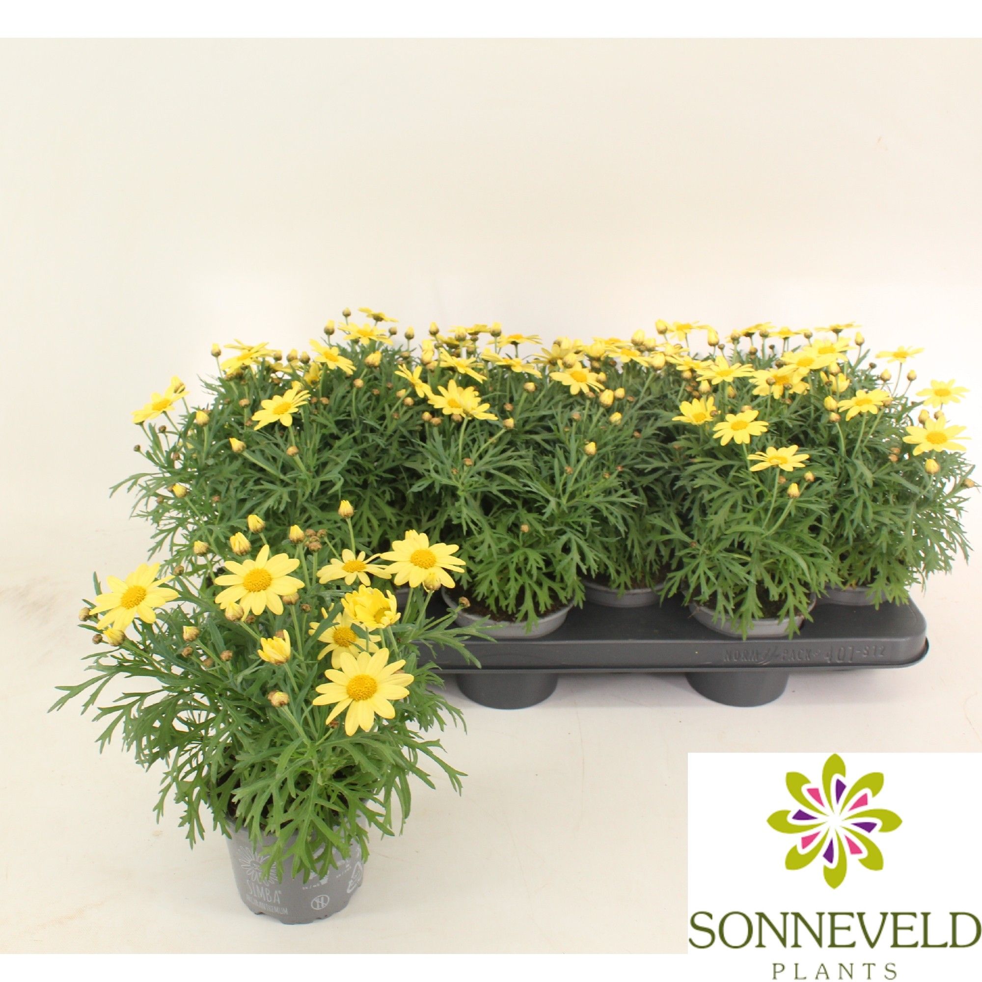 Argyranthemum frutescens La Rita Yellow, D 10,5