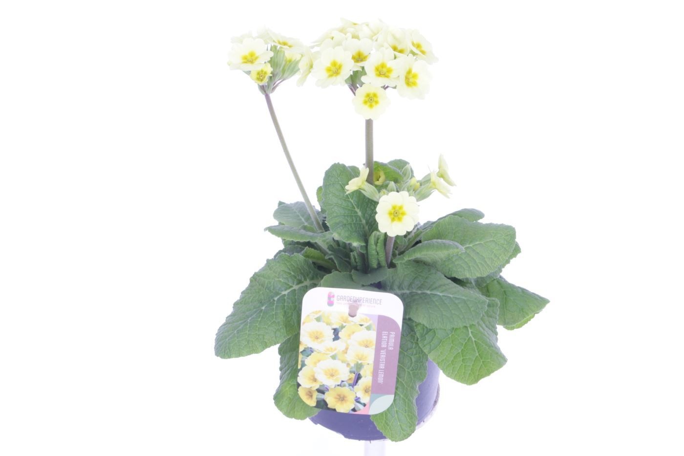 Primula elatior Veristar Lemon, D 13