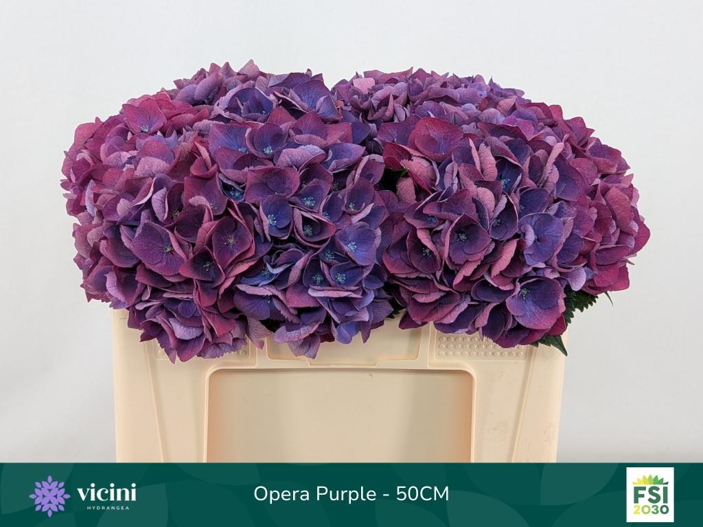 Гортензия Роял Опера 50, шт.