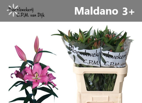 Лилия Малдано 95, шт.