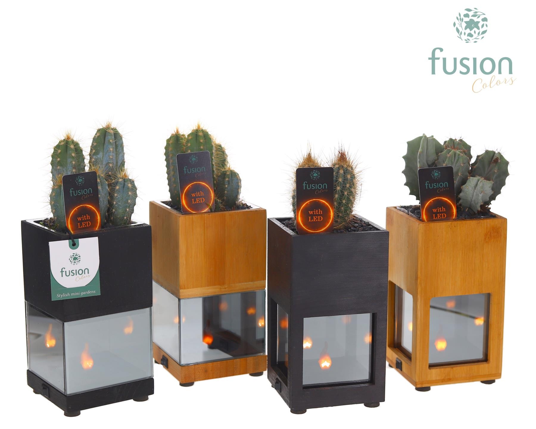 Houten LED planter met vlam met Cactus, D 10 cm Houten LED planter met vlam met Cactus, D 10 cm