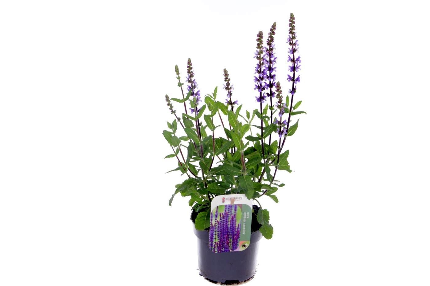 Salvia nemorosa Caradonna, D 13