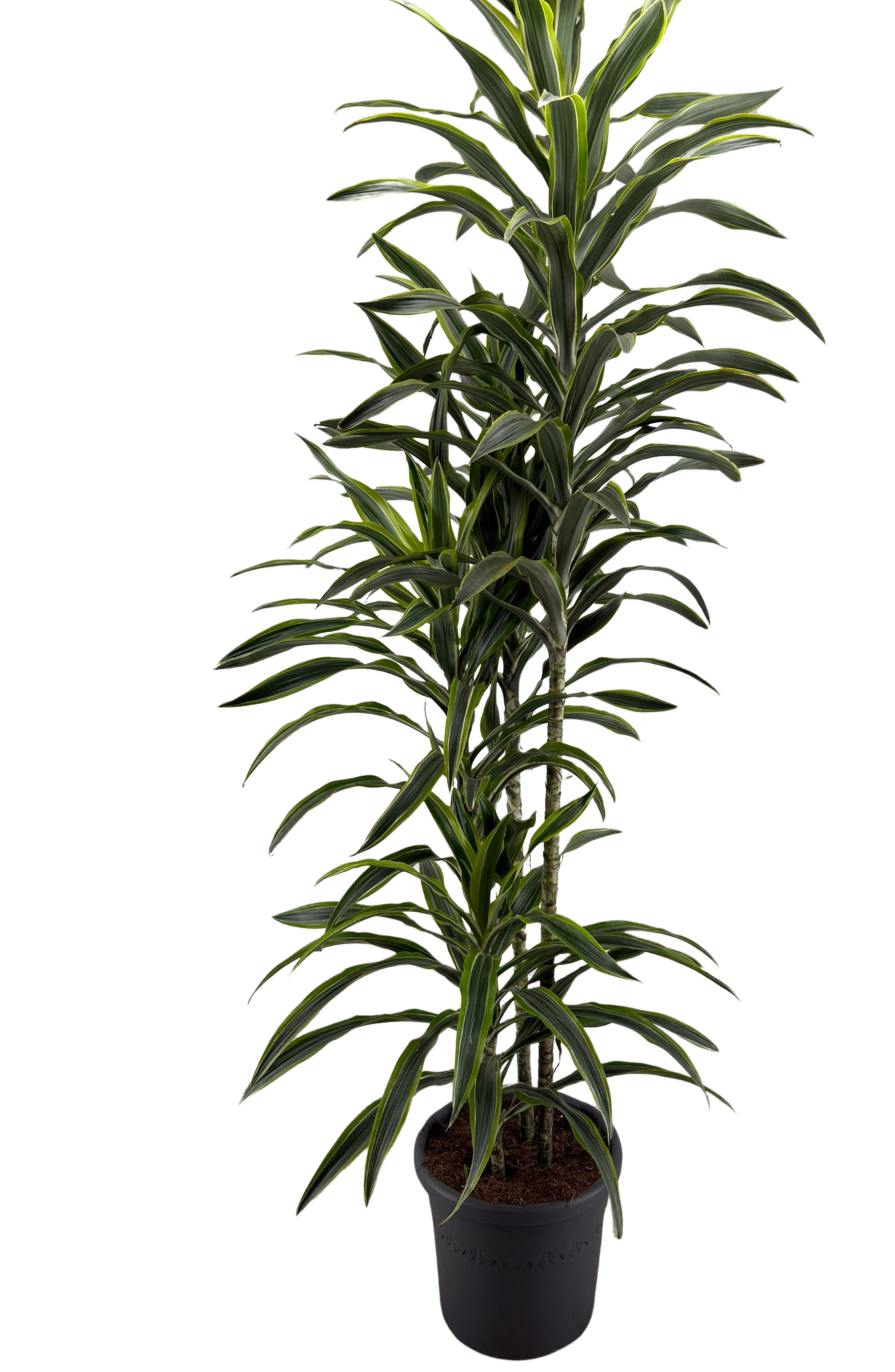Dracaena Deremensis multi p40 / 210-240cm, D 40