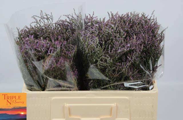 Лимониум Сафора Лилак 50, шт.