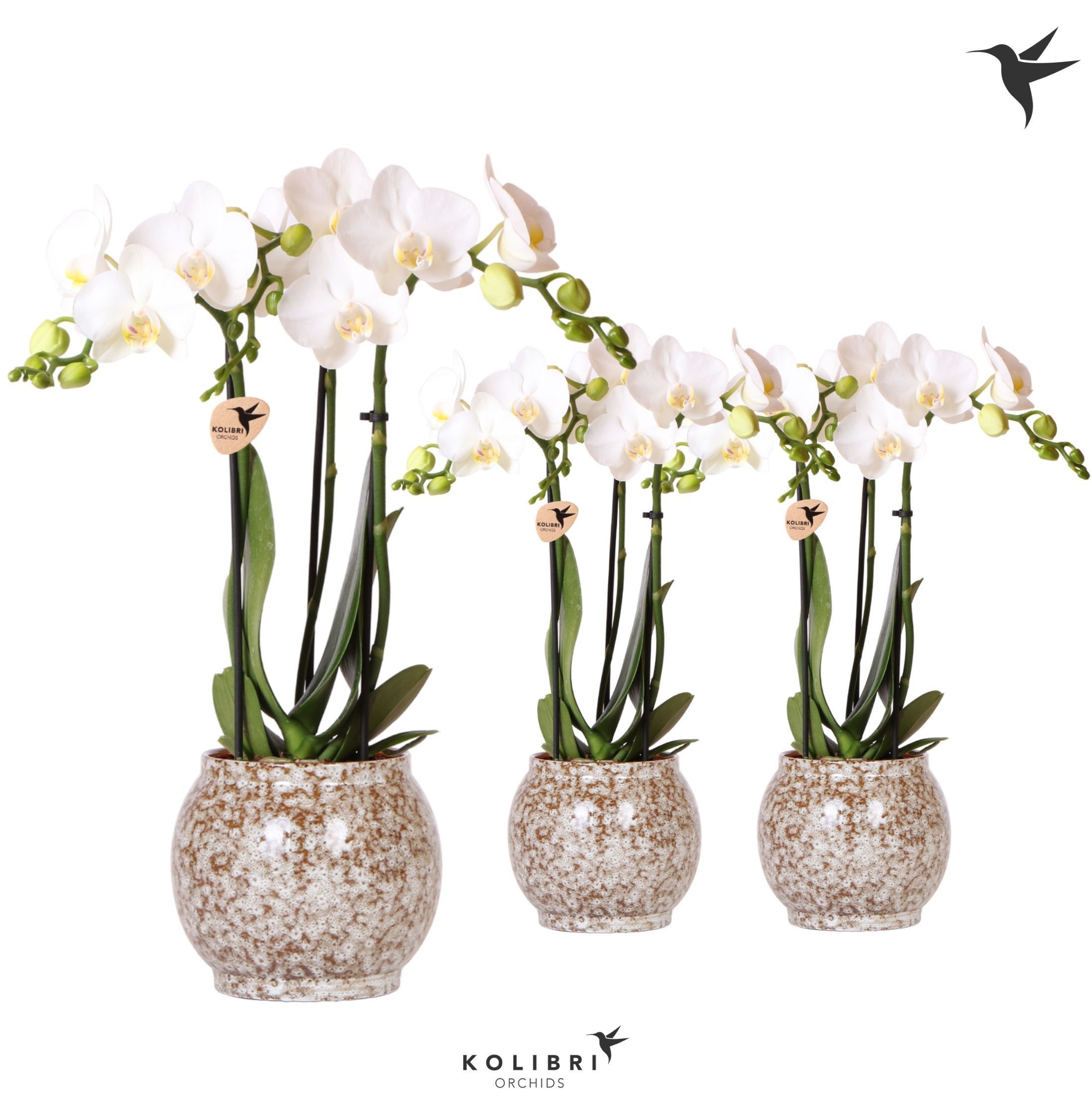 Kolibri Orchids Phalaenopsis white 3 spike in Safari pot, D 9