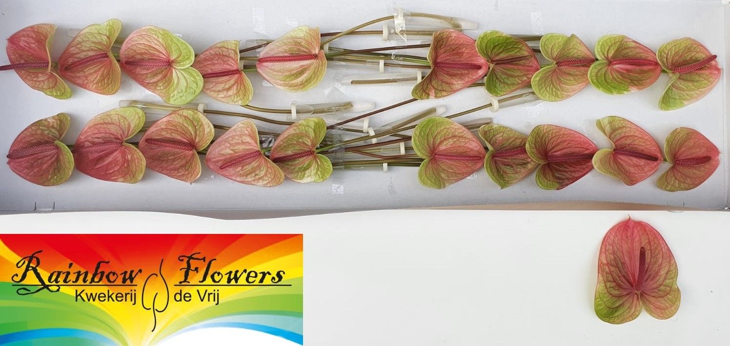 Антуриум Аво Даниель (зелено-роз.) x20, шт.