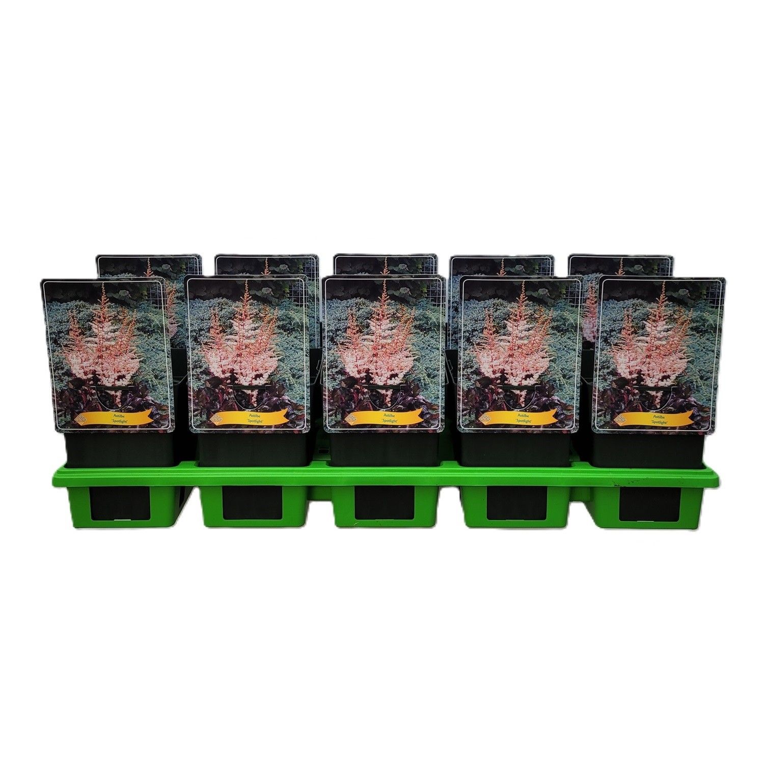 Astilbe 'Spotlight' P11, D 11