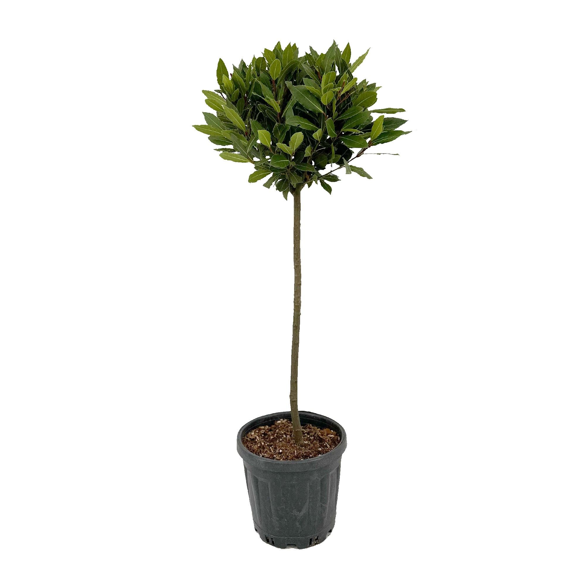 Laurus nobilis Bol op stam, D 25