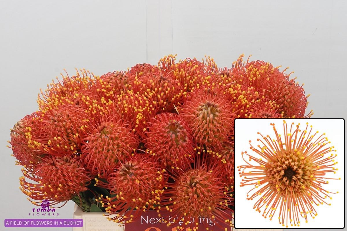 Нутанс Голд Даст 35, шт.