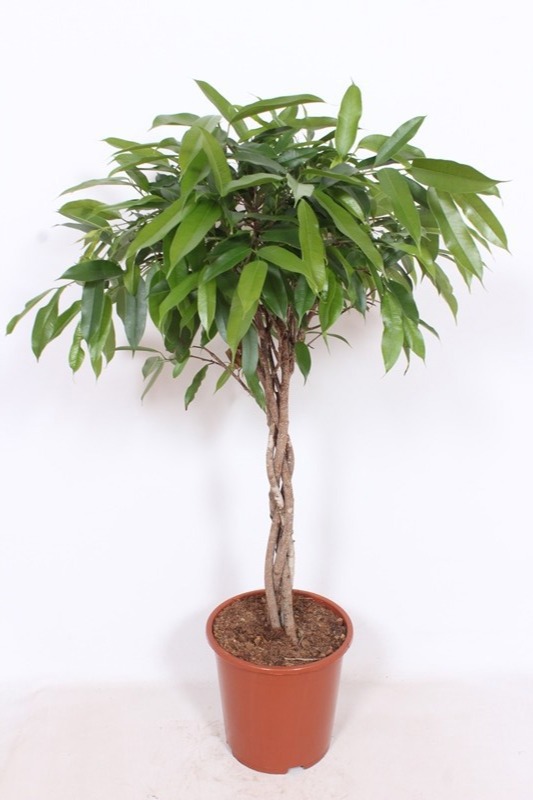 Ficus Amstel King, D 27 cm Ficus Amstel King, D 27 cm
