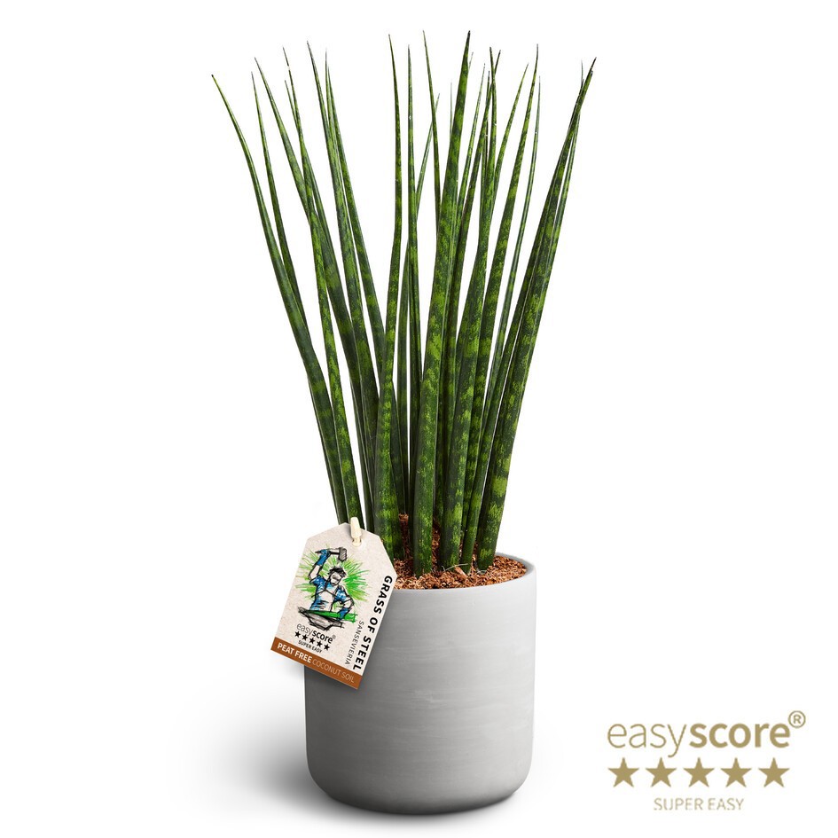 SANSEVIERIA PARVA 41432554 Raw Grey Fernwood, D 16