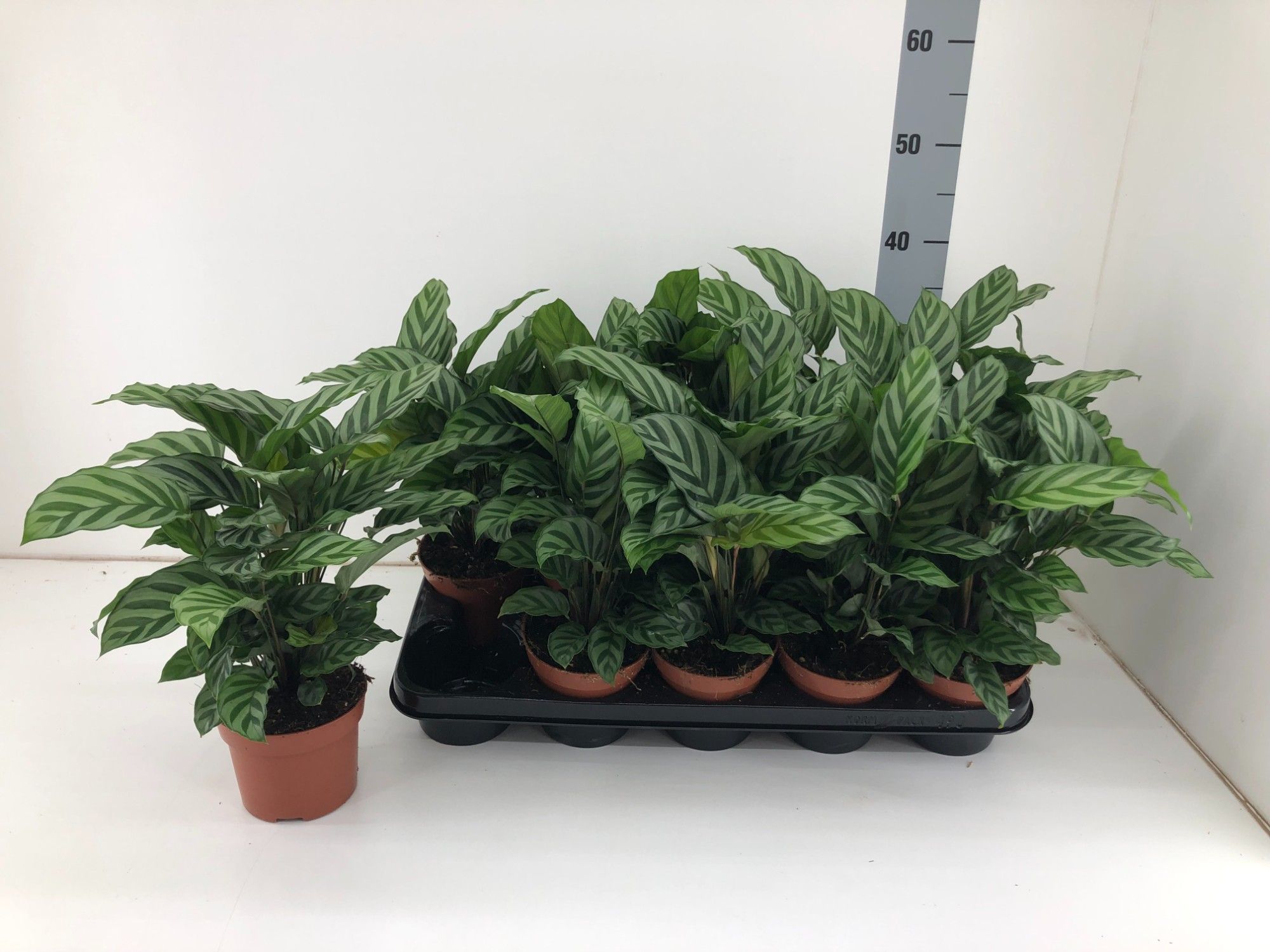 Calathea Freddie P12, D 12
