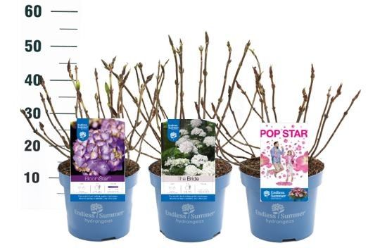 Hydrangea Endless Summer 'Mix' - P23, D 23