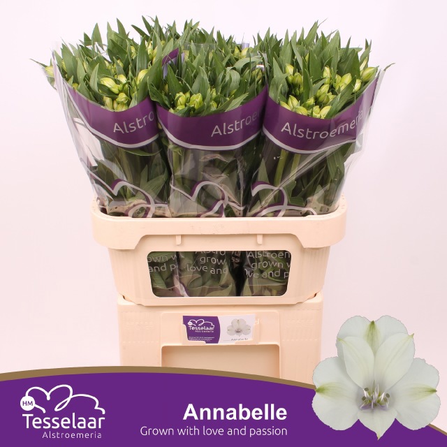 Альстромерия Аннабелль, шт.