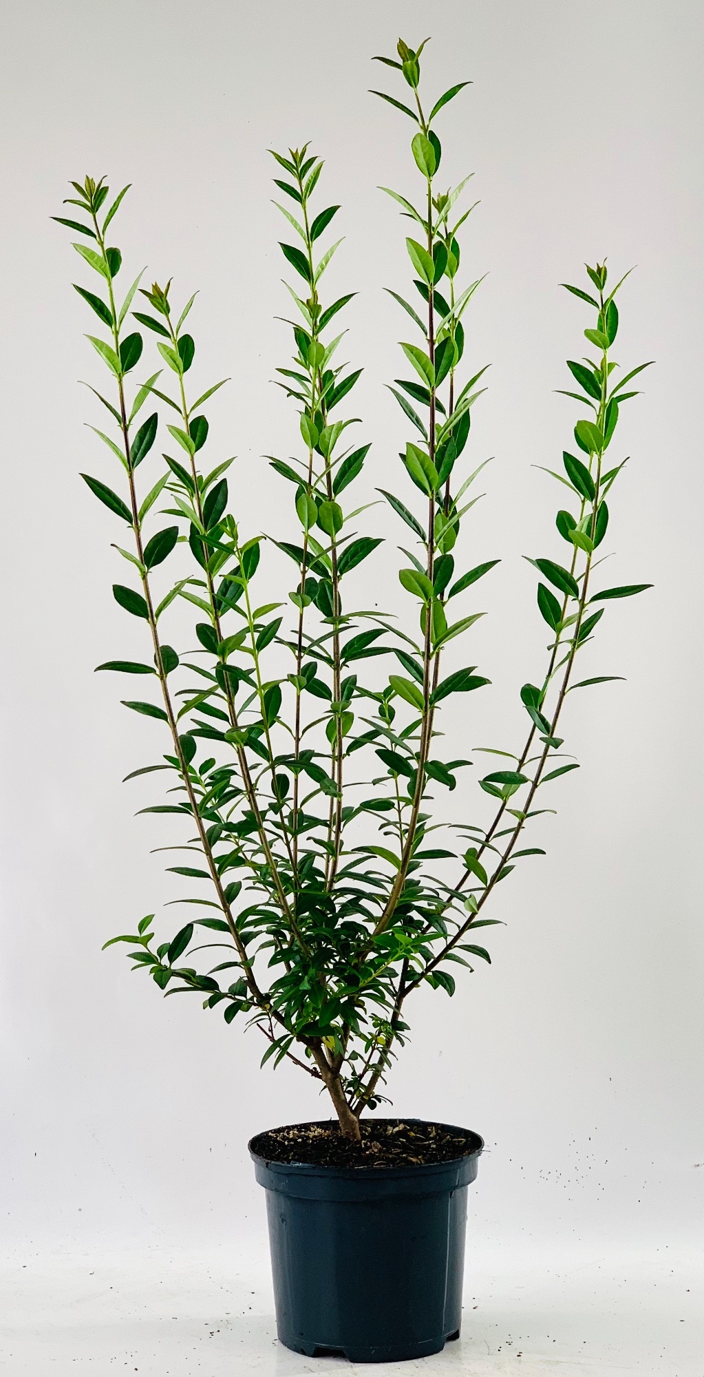 Ligustrum vul. 'Atrovierens' 60-, D 19