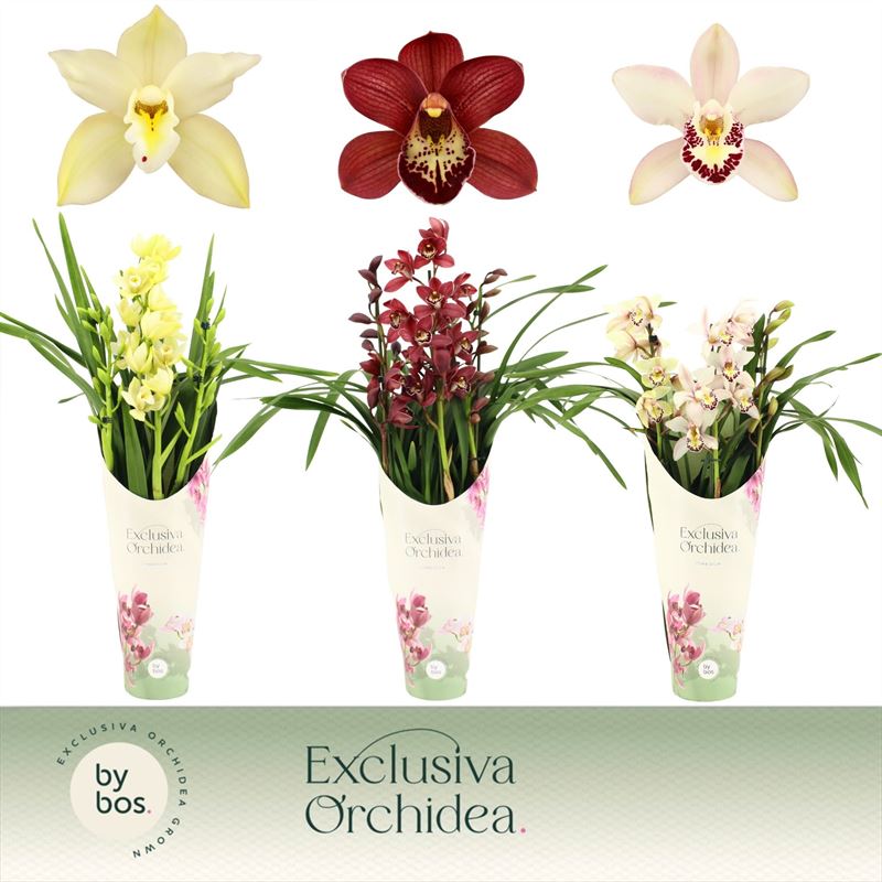 Potcover p14 exclusiva orchidea Cymbidium p14 mix 3T, D 14