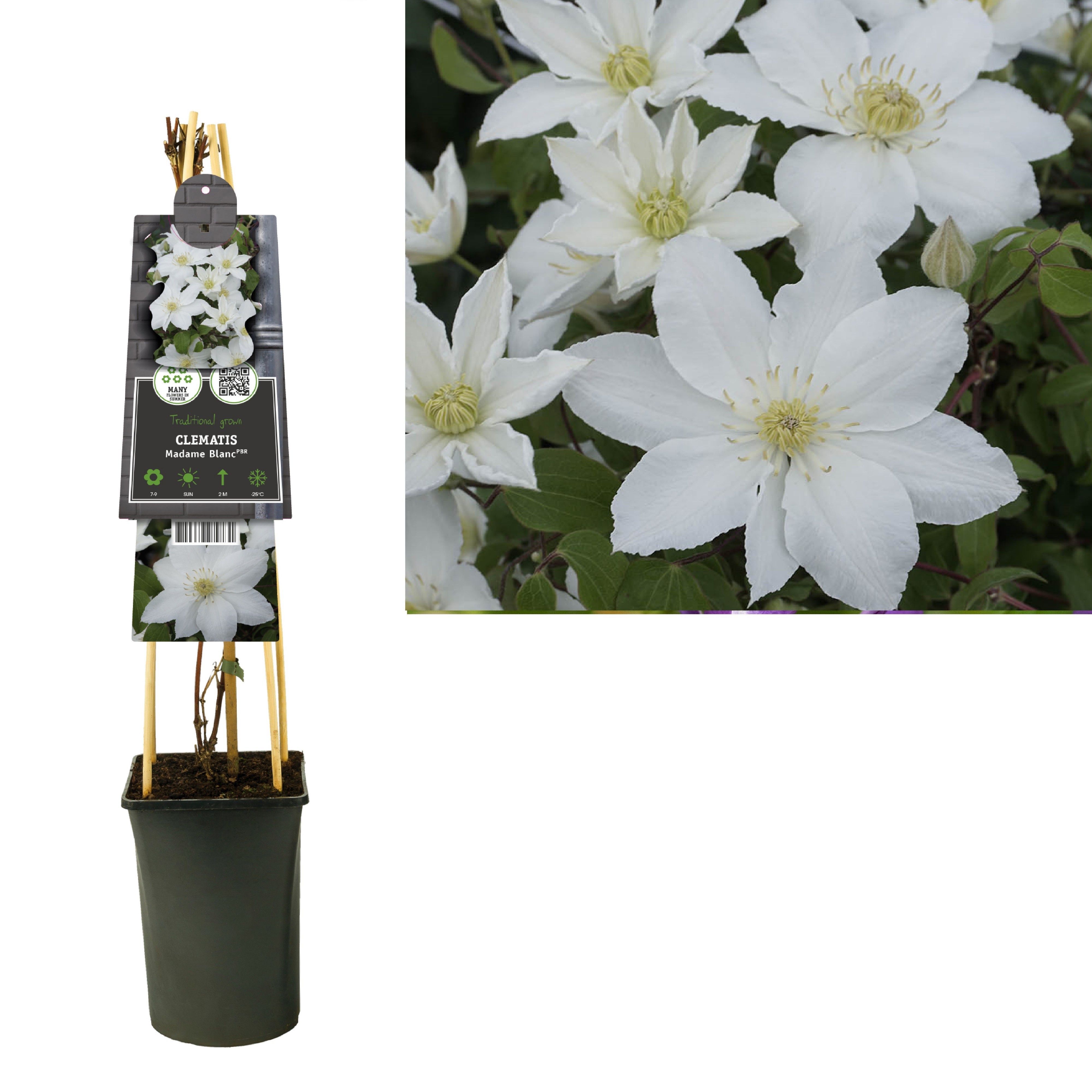 Clematis Madame Blanc PBR +3.0 label, D 17