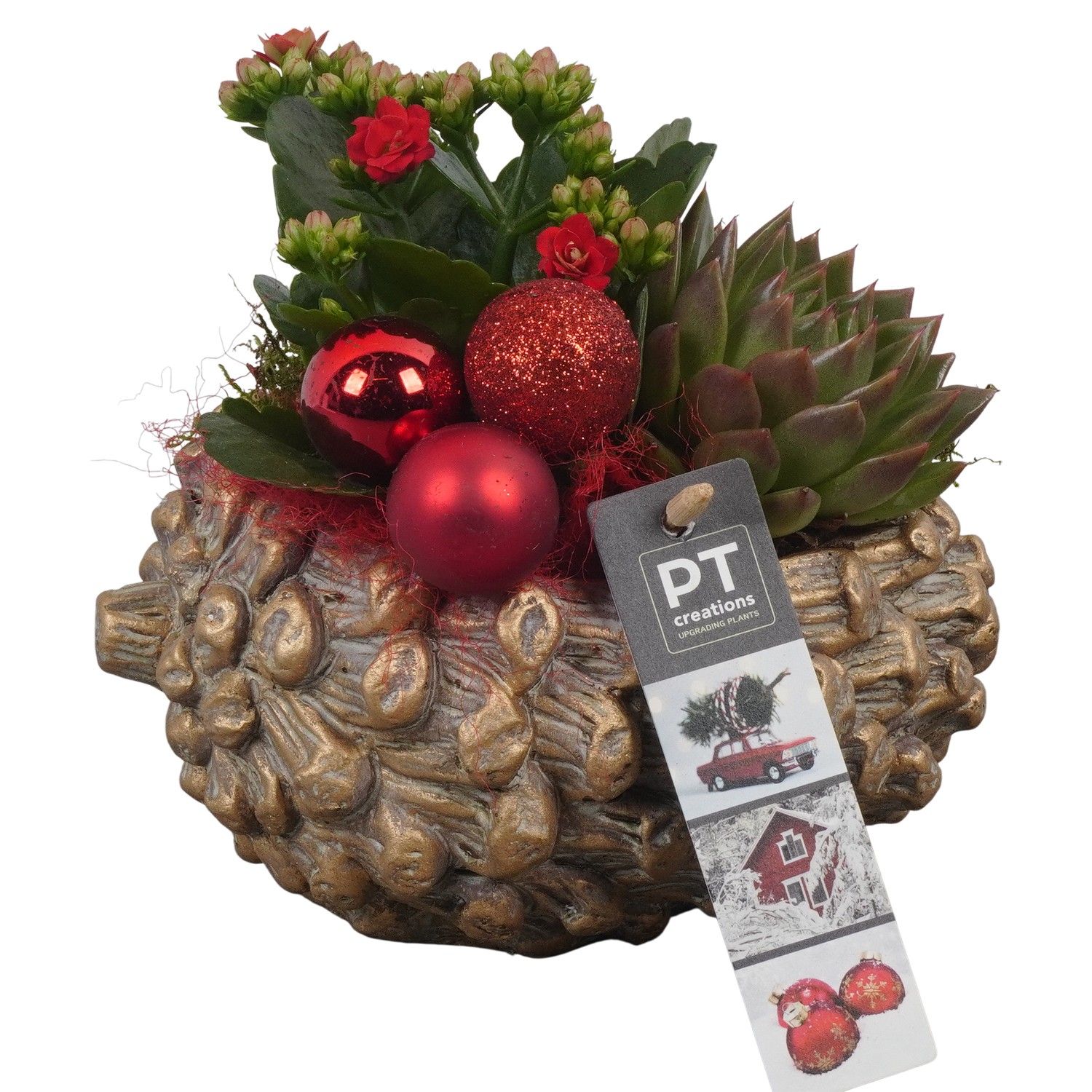 PTCHR7308 Arrangement Christmas Red in beton pot, D 16 cm