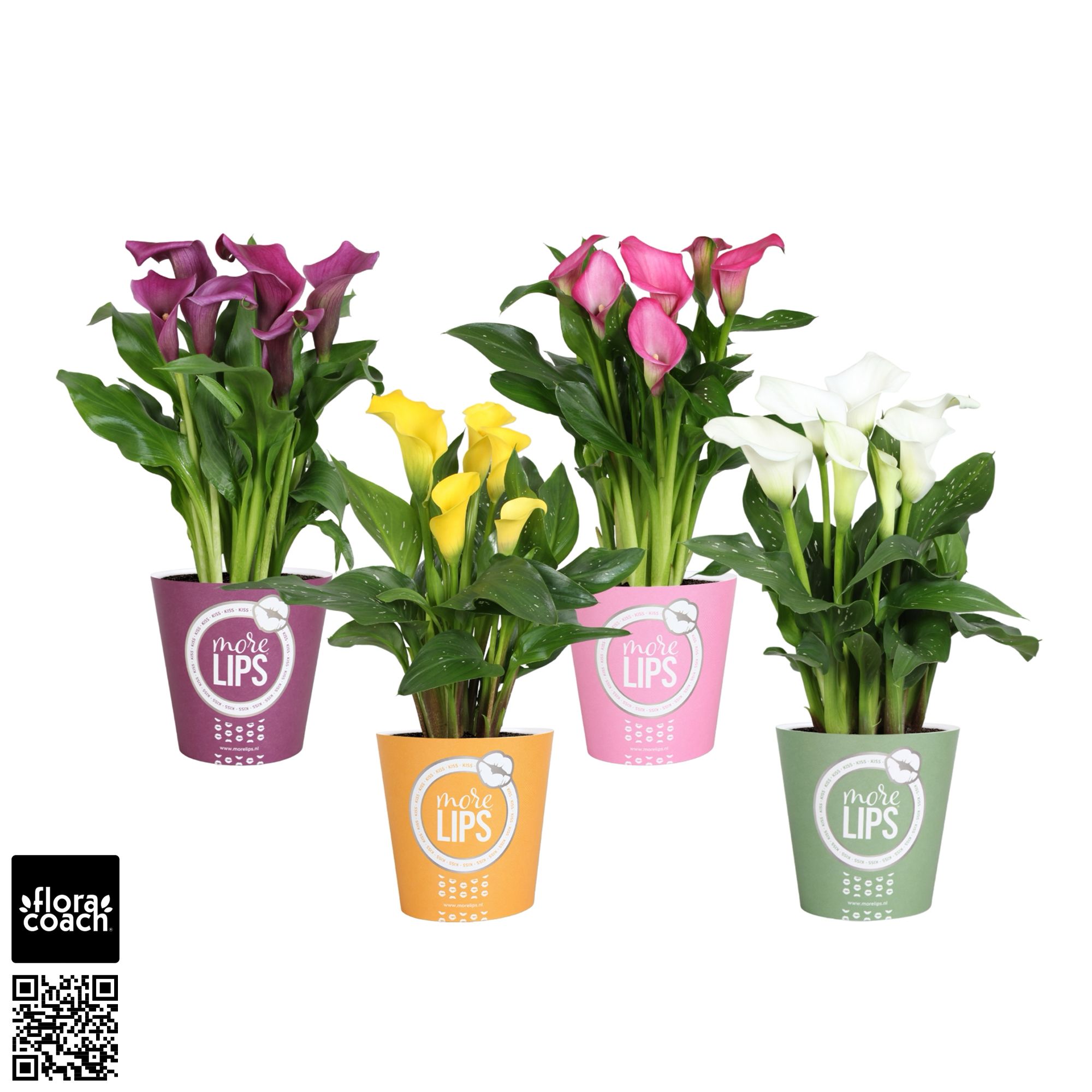 Zantedeschia gemengd Calla mix in MoreLIPS® potcover, D 12