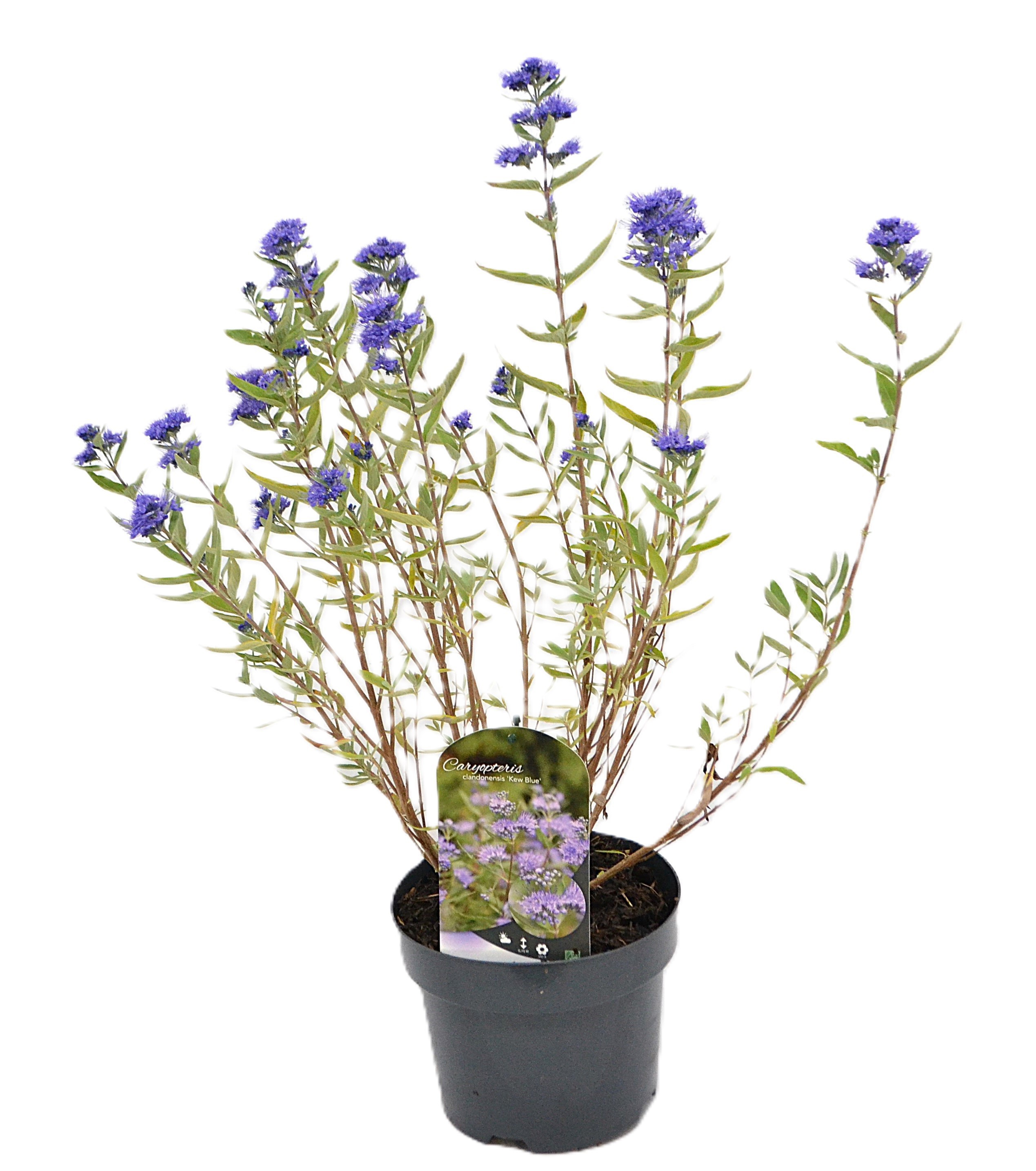 Caryopteris cla. 'Kew Blue' C3, D 19