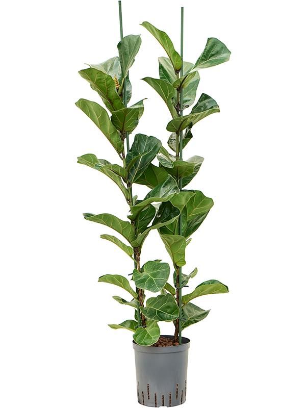 Ficus lyrata 'Bambino', D 18