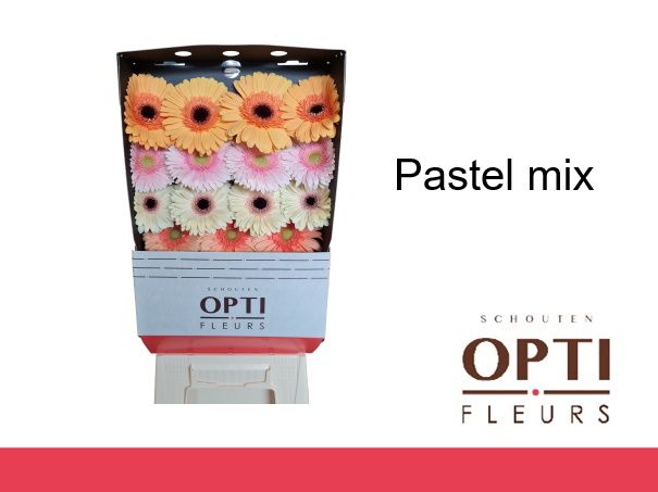 Гербера Овериг, шт.