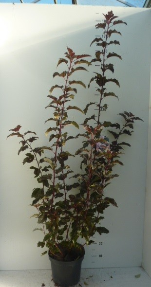 Physocarpus opulif. Lady in Red ®, D 27