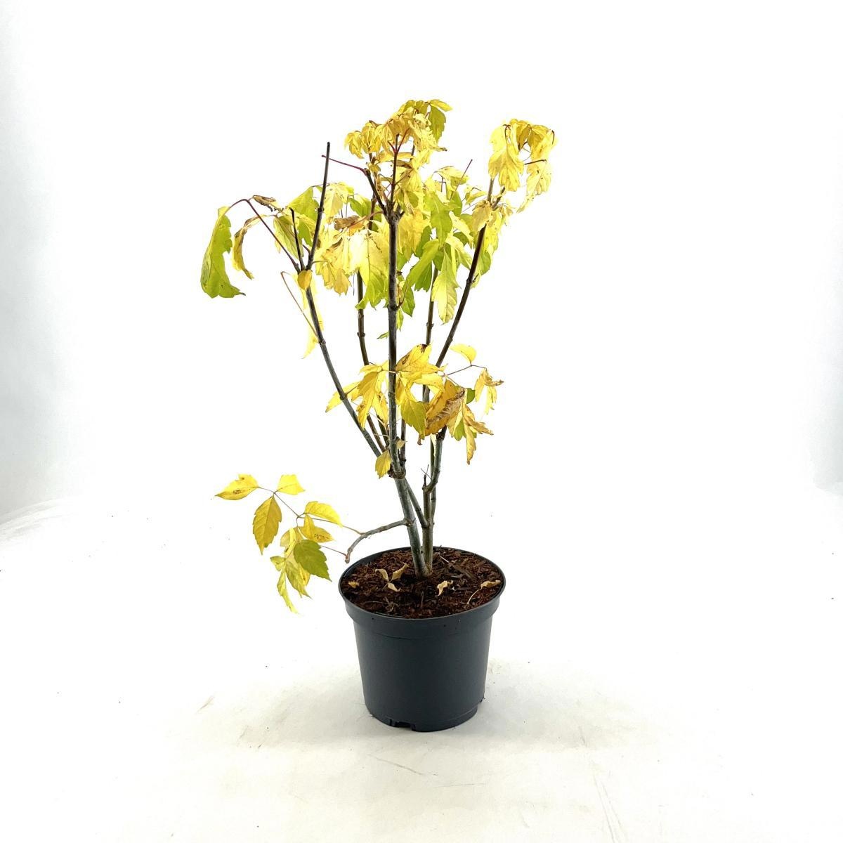 Acer negundo 'Kelly's Gold', D 19 cm