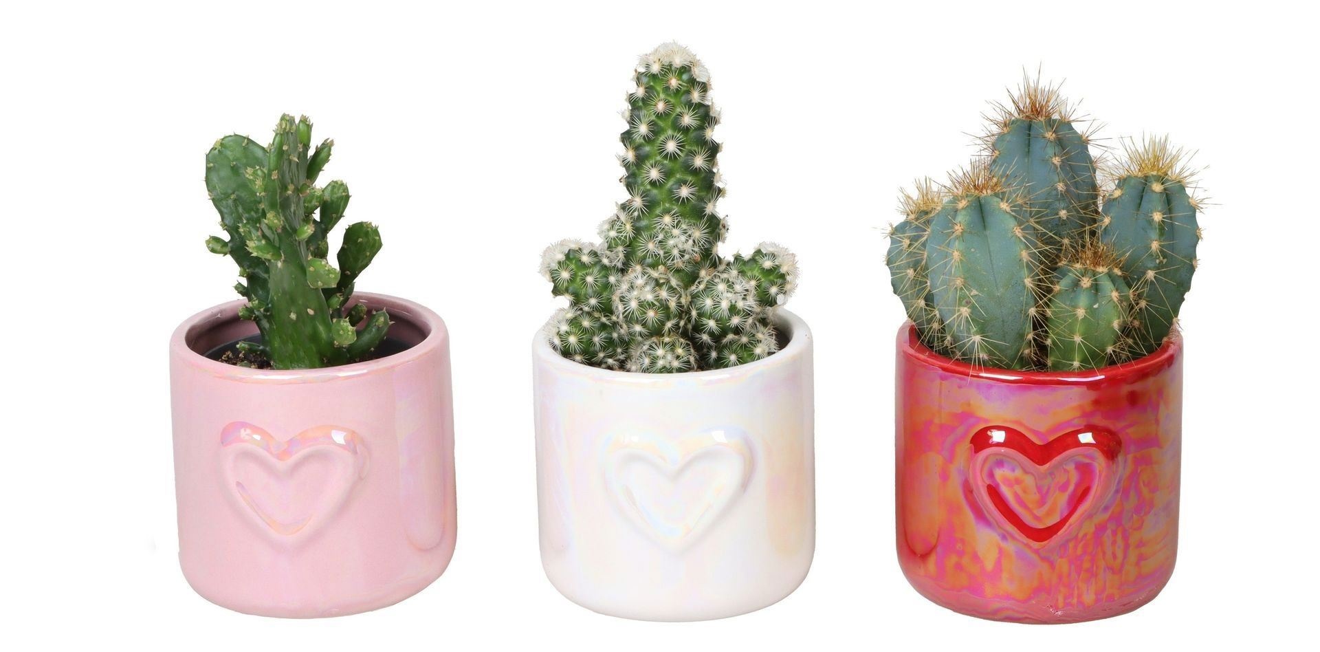 L 67336 With Cactus MIX 6 cm, D 6