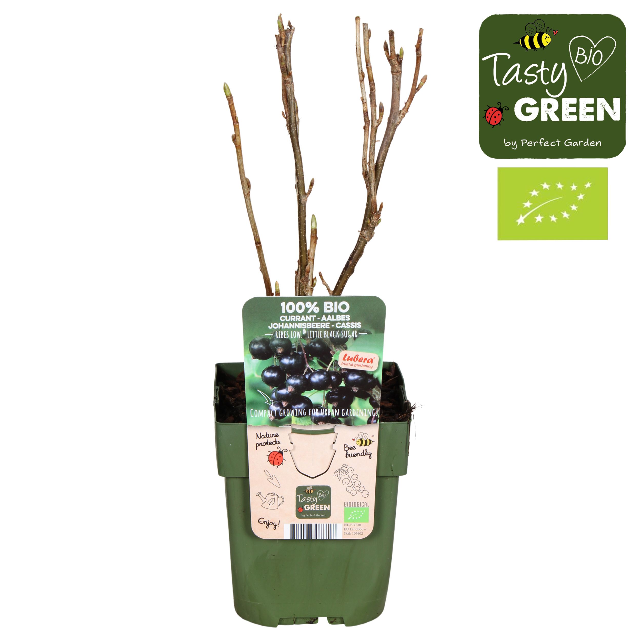 Ribes Low® Little Black Sugar® Bio P13, D 13 cm