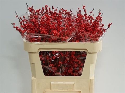 Илекс Красные ягоды 70, шт.