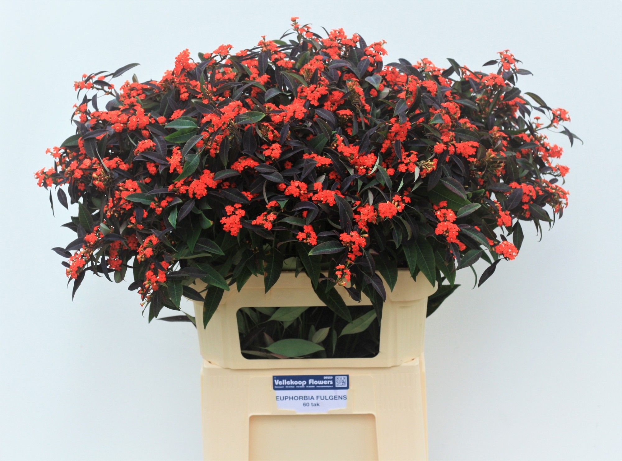 Эуфорбия куст. Руби Рэд 80, шт.