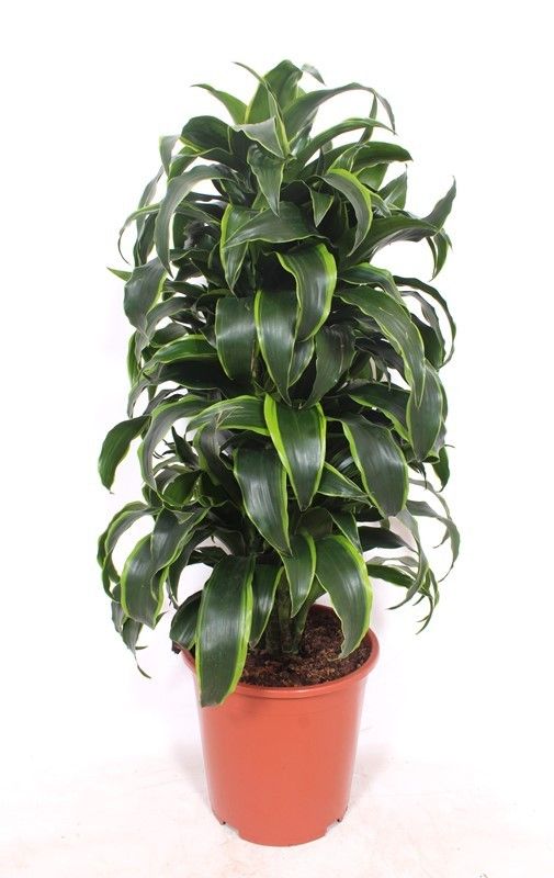 Dracaena Dorado, D 27