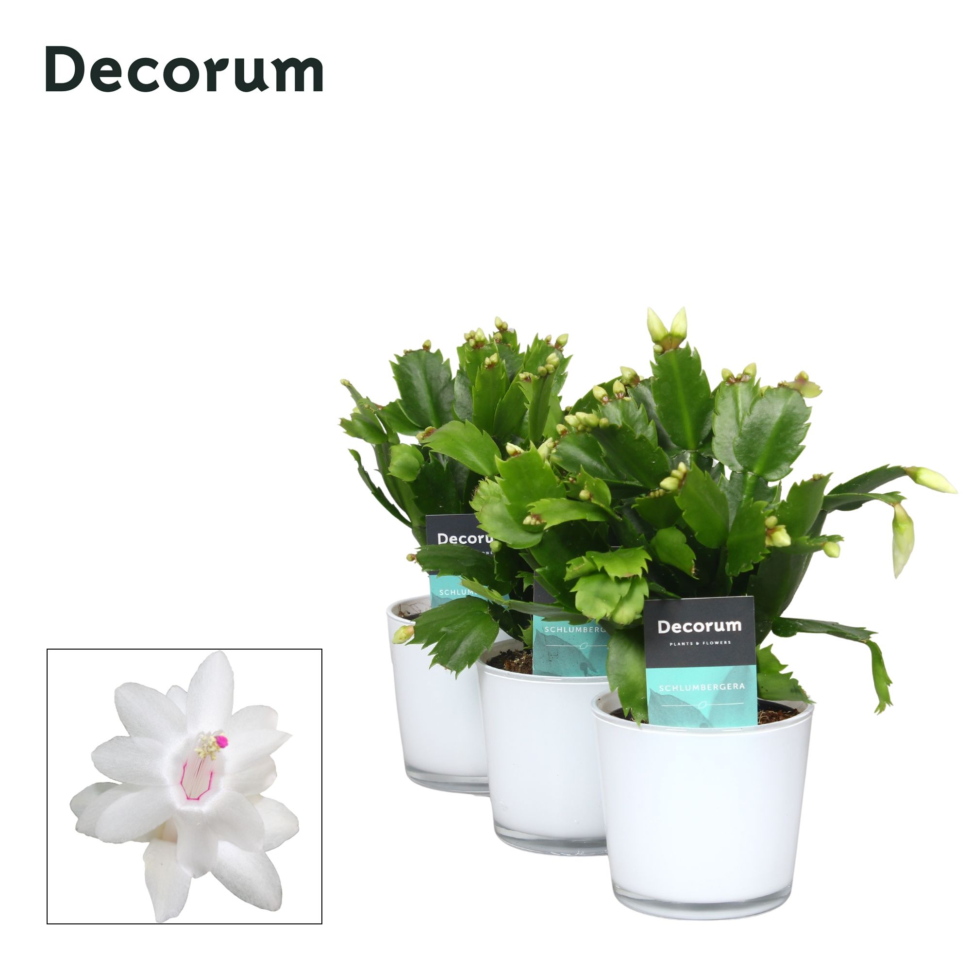 Schlumbergera - 9 cm - Glaspot Nashville white - Decorum, D 9