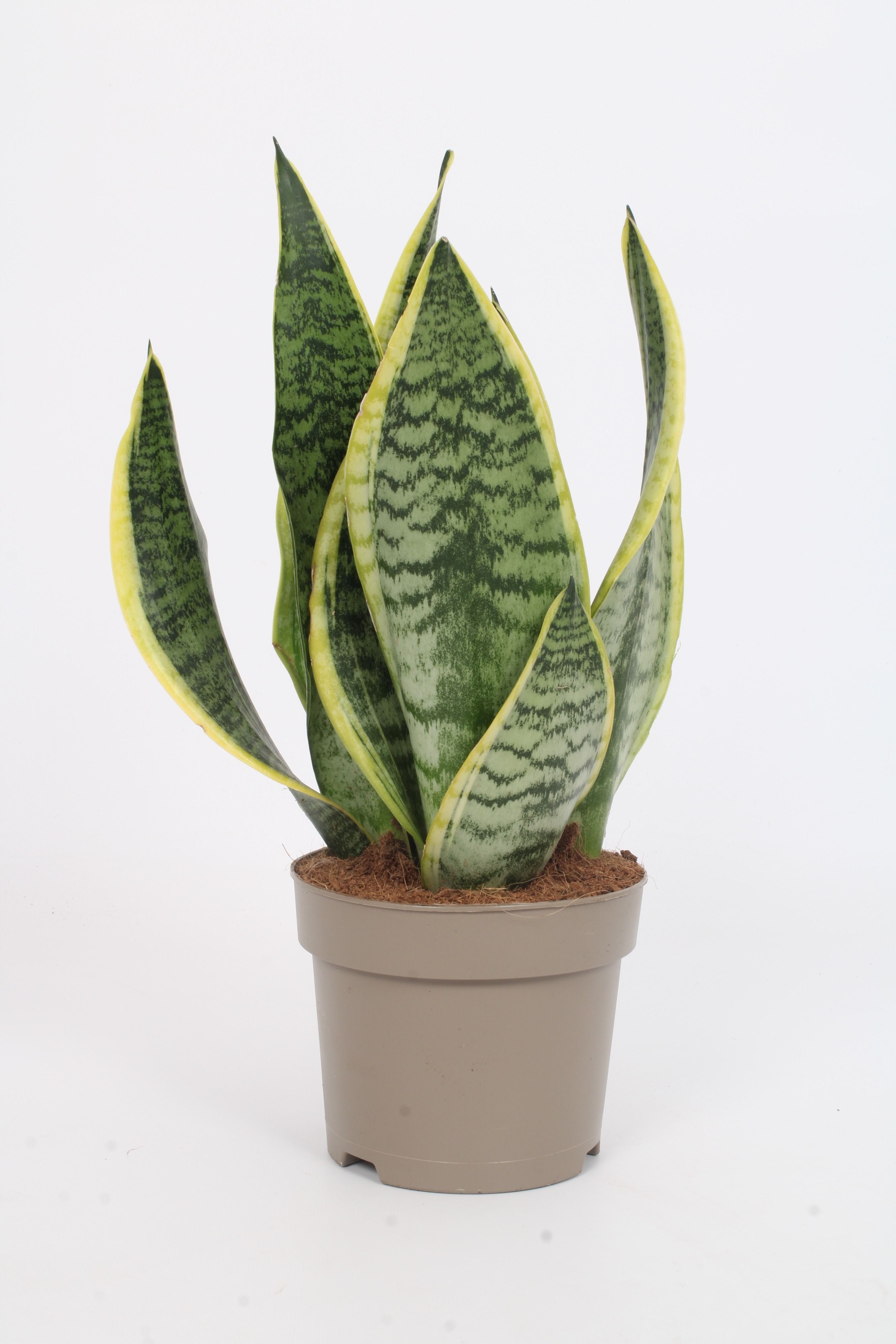 Sansevieria trifasciata 'Futura Superba' 3 p.p. 15cm, D 15 cm Sansevieria trifasciata 'Futura Superba' 3 p.p. 15cm, D 15 cm