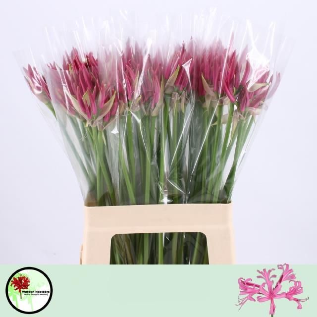 Нерине Фэйворит 60, шт.