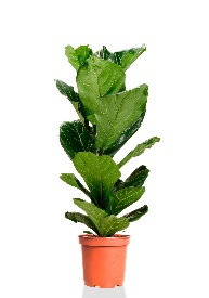 Фикус лйре 13 55